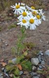 Tripleurospermum hookeri