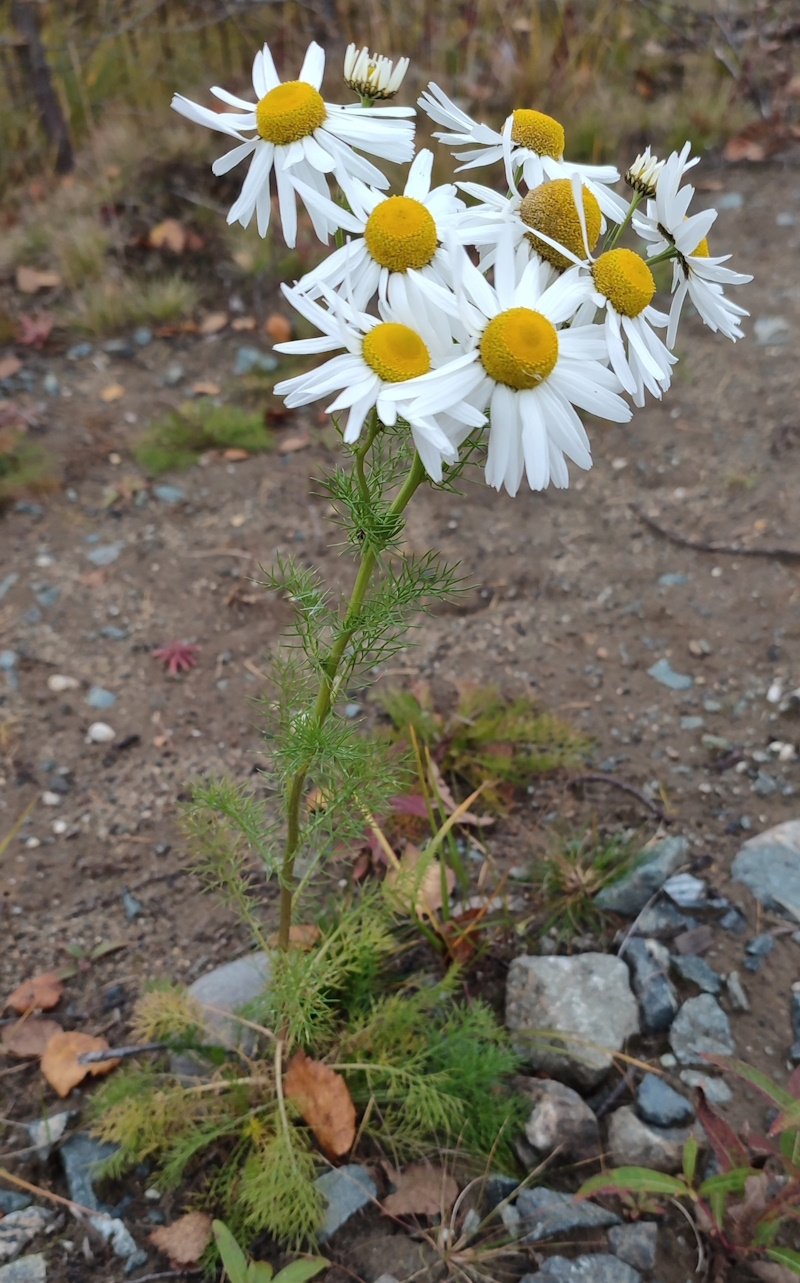 Image of Tripleurospermum hookeri specimen.