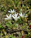 Ornithogalum amphibolum