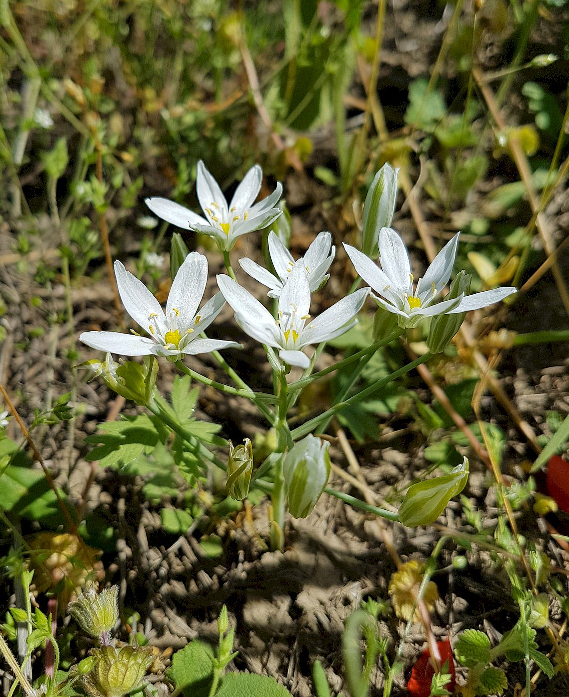 Image of Ornithogalum amphibolum specimen.