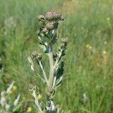 Cirsium incanum. Верхушка побега с формирующимися соцветиями. Краснодарский край, м/о г. Новороссийск, окр. Суджукской лагуны, в травостое. 01.06.2025.