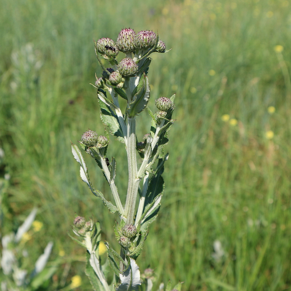 Image of Cirsium incanum specimen.