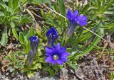 Gentiana dshimilensis. Цветущие растения. Карачаево-Черкесия, Домбай, гора Мусса-Ачитара, 2950 м н.у.м., на каменистом склоне. 12.07.2015.
