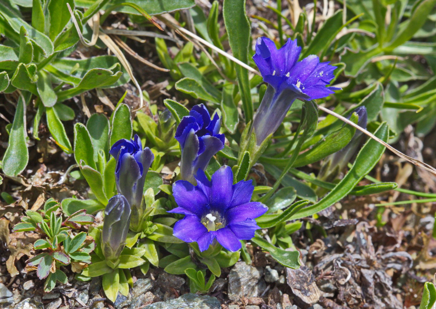 Image of Gentiana dshimilensis specimen.