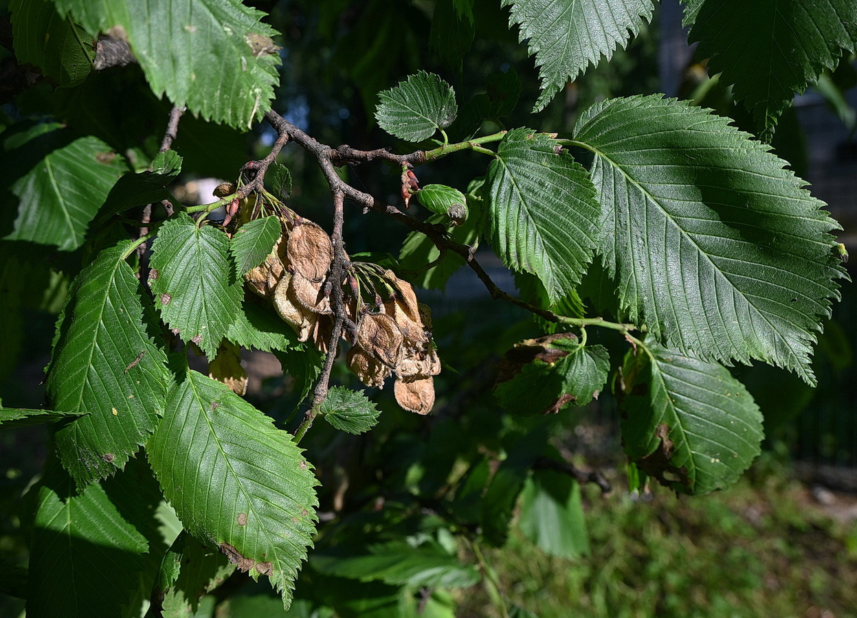 Image of Ulmus laevis specimen.