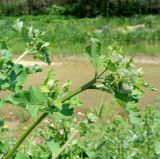 род Arctium