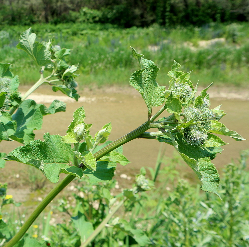 Image of genus Arctium specimen.