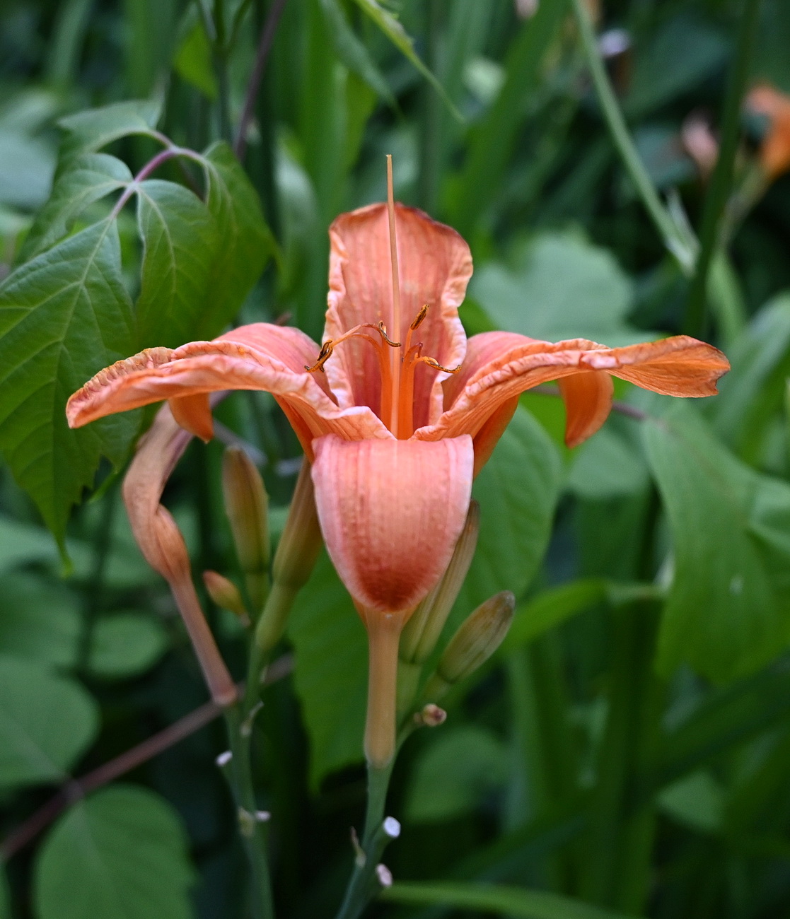 Image of Hemerocallis fulva specimen.
