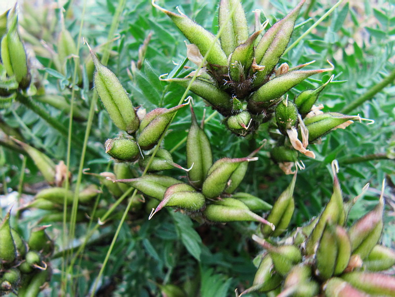 Изображение особи Oxytropis sordida.