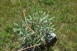 род Euphorbia. Вегетирующее растение. Турция, ил Ван, г. Ахлат, р-н Харабе Шехир, старое сельджукское кладбище, луг. 21 мая 2025 г.