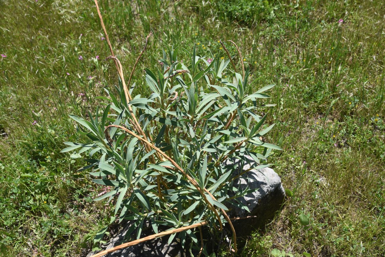 Изображение особи род Euphorbia.