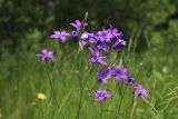Campanula patula
