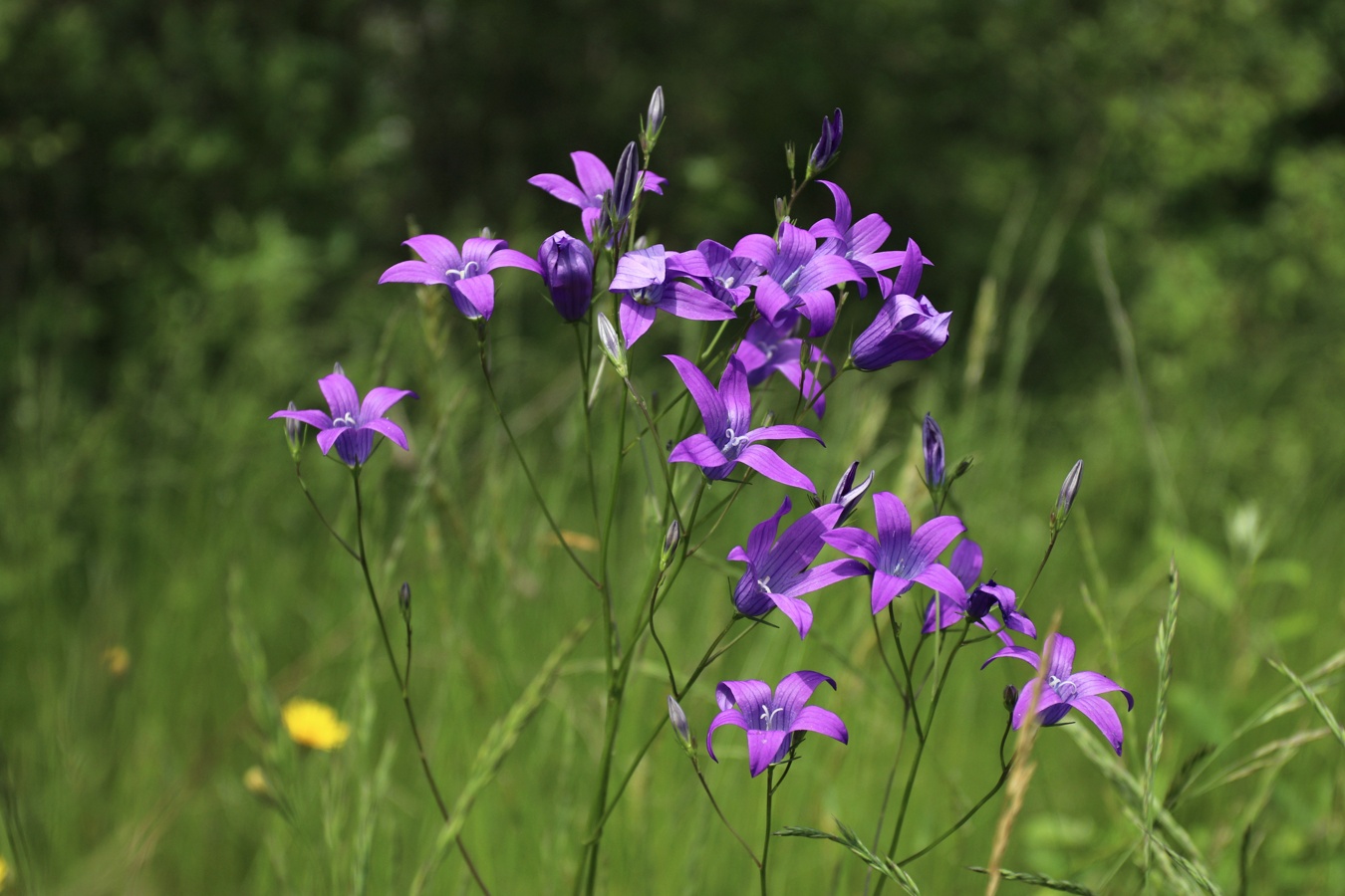 Image of Campanula patula specimen.