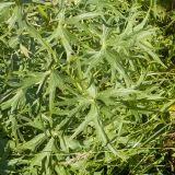 genus Delphinium
