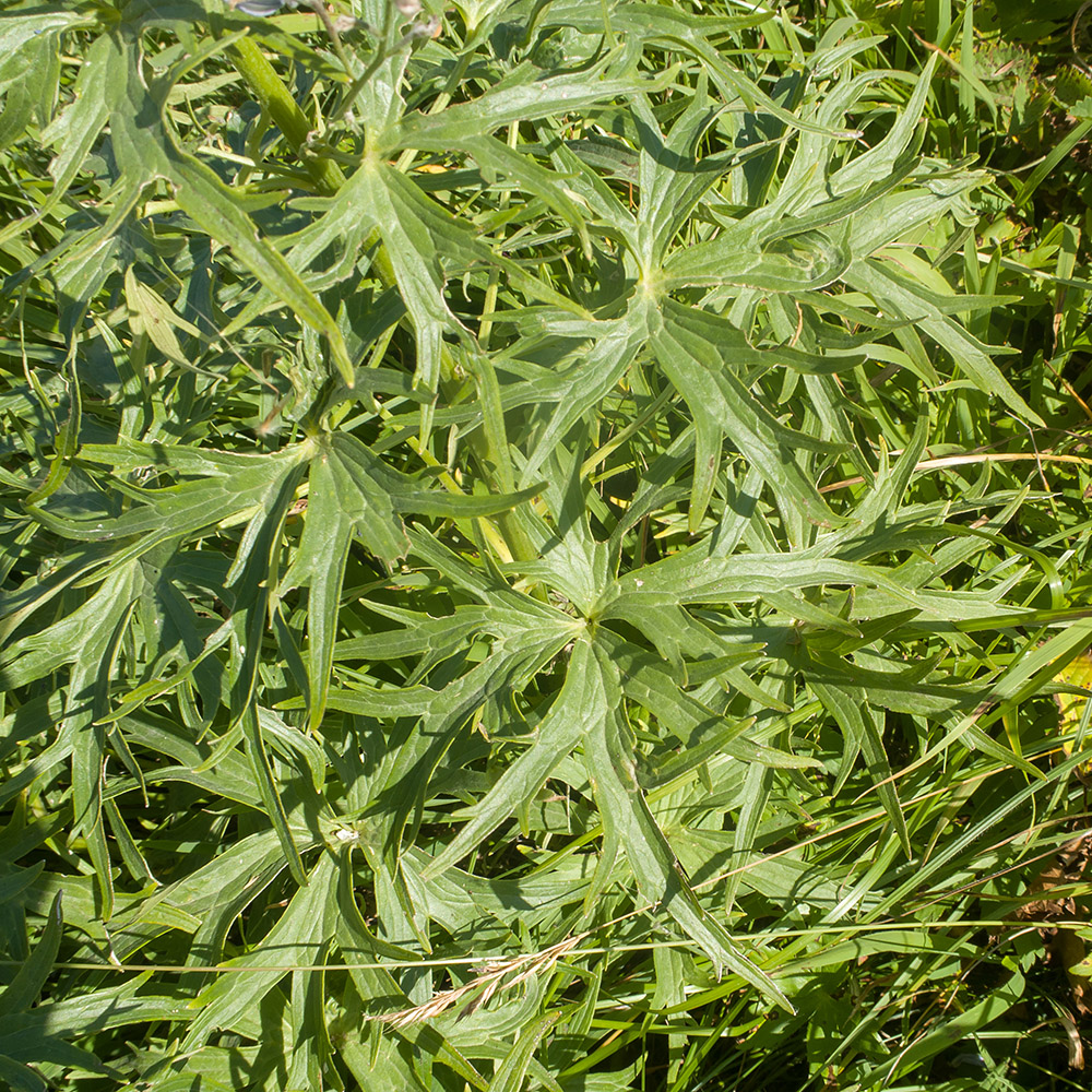 Image of Delphinium flexuosum specimen.