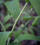 Polygonatum multiflorum. Часть цветущего побега. Пермский край, г. Пермь, Свердловский р-н, м-н Липовая Гора, сырой хвойный лес. 25.05.2025.