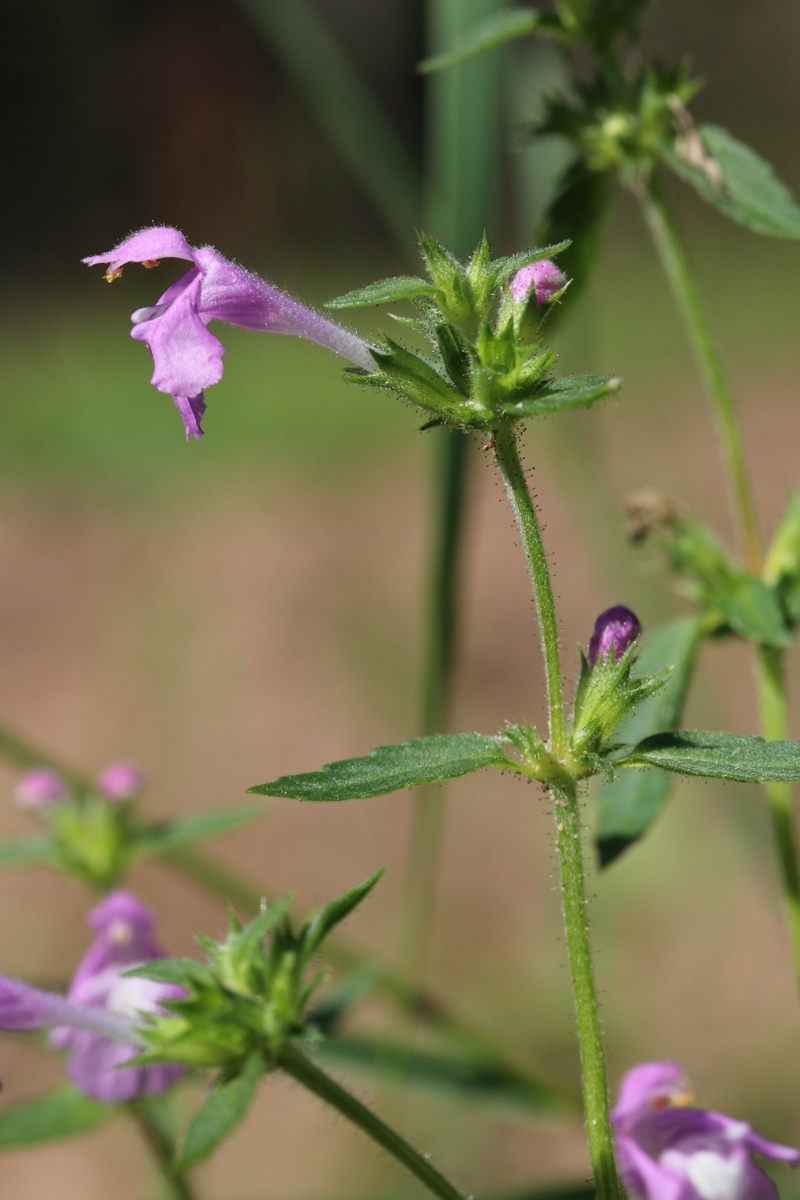 Изображение особи Galeopsis ladanum.