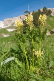 Pedicularis condensata. Цветущие растения. Адыгея, Кавказский биосферный запов., вост. склон горы Оштен, ≈ 1700 м н.у.м., субальпийский луг. 03.10.2015.