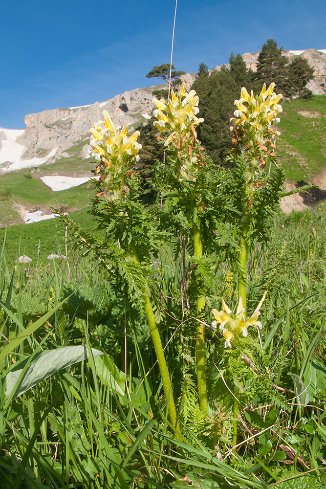 Изображение особи Pedicularis condensata.