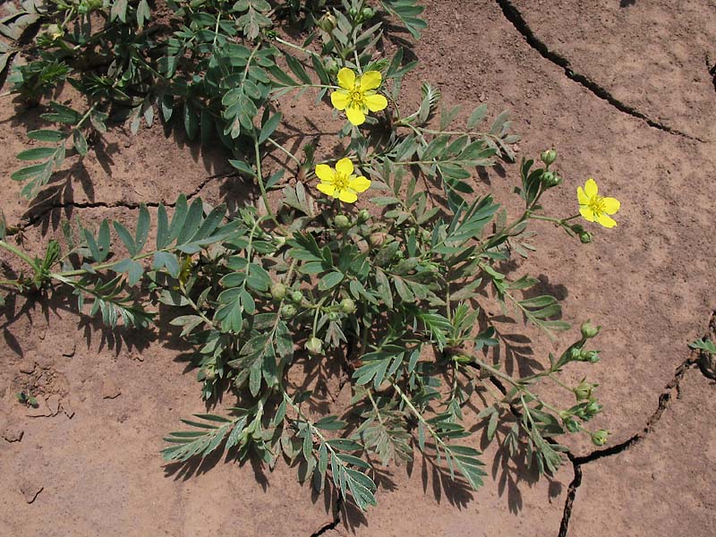 Image of Potentilla bifurca specimen.