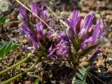 Astragalus suprapilosus