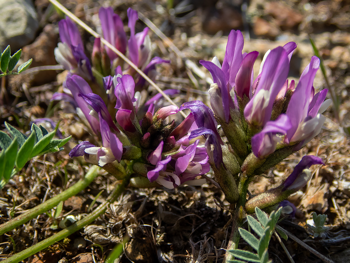 Image of Astragalus suprapilosus specimen.
