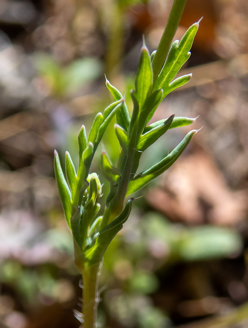 Image of Papaver laevigatum specimen.