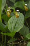 Cypripedium yatabeanum. Верхушка цветущего растения. Камчатский край, Мильковский р-н, пр. борт дол. р. Ср. Авача, лесистый склон, ≈ 600 м н.у.м., каменноберезняк. 02.07.2025.