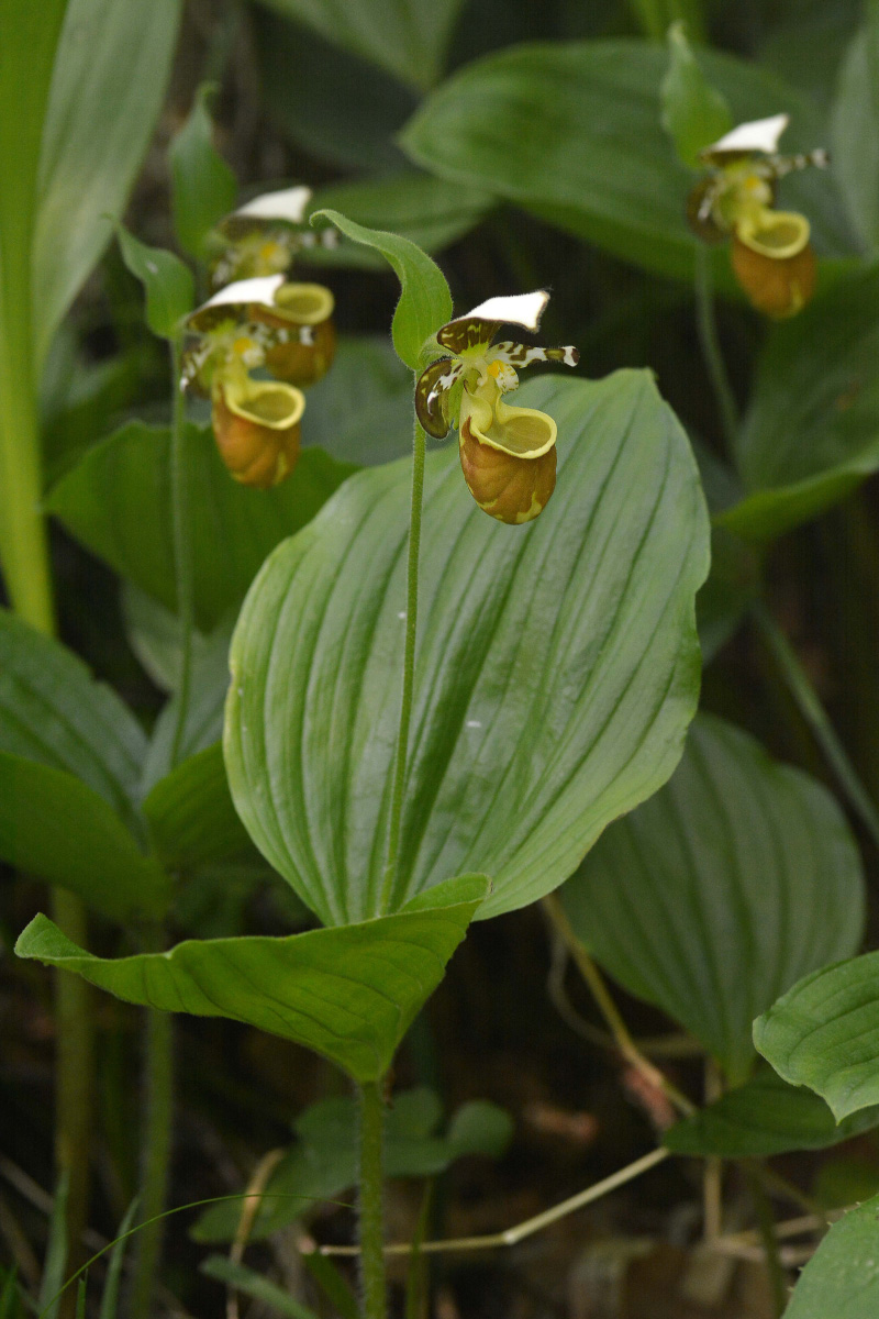 Image of Cypripedium yatabeanum specimen.