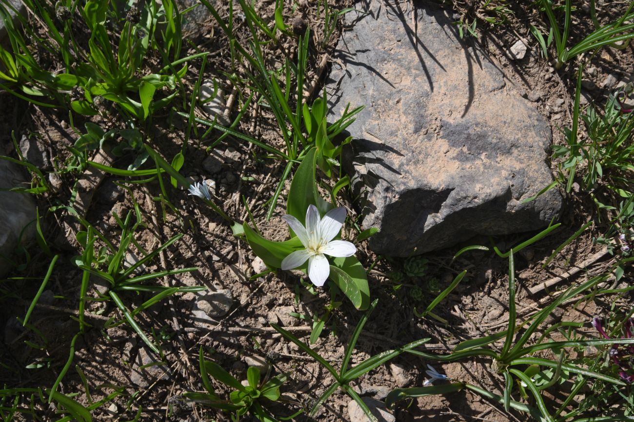 Image of Merendera kurdica specimen.