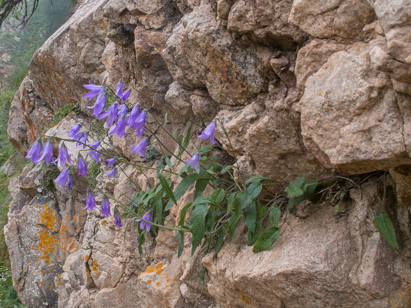 Image of Campanula collina specimen.