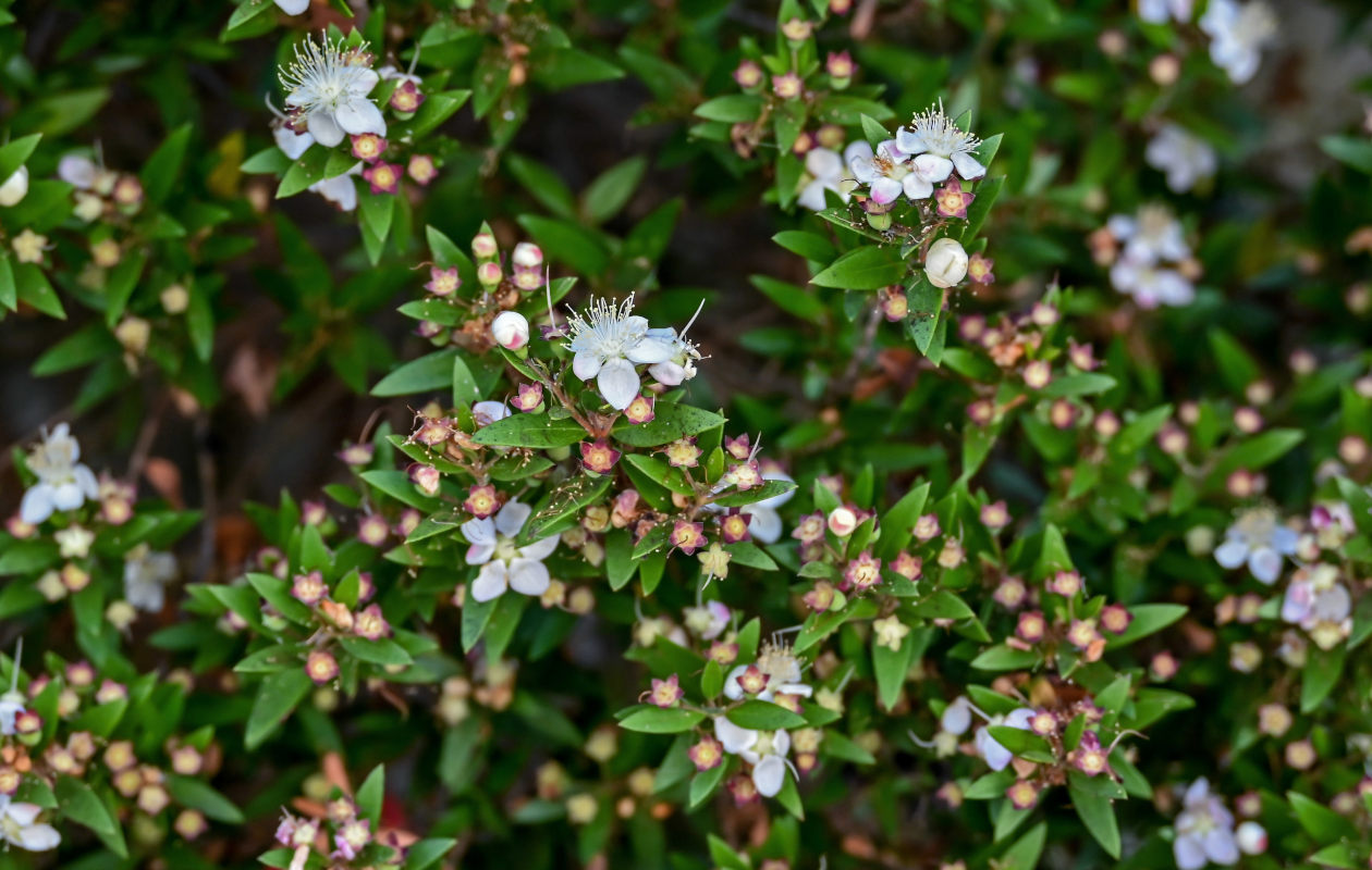 Image of Myrtus communis specimen.