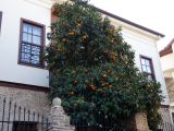 Citrus reticulata. Плодоносящее растение. Турция, Анталья, во дворе дома. 27 декабря 2025 г.