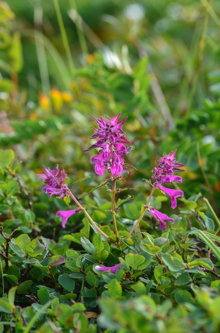 Image of Melampyrum setaceum specimen.