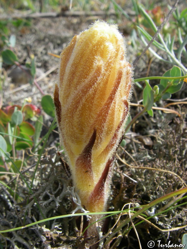 Image of Orobanche callieri specimen.