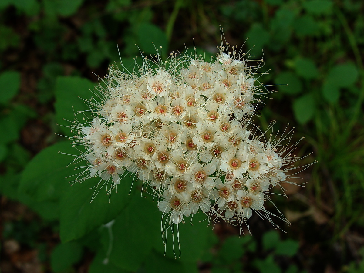 Изображение особи Spiraea betulifolia.