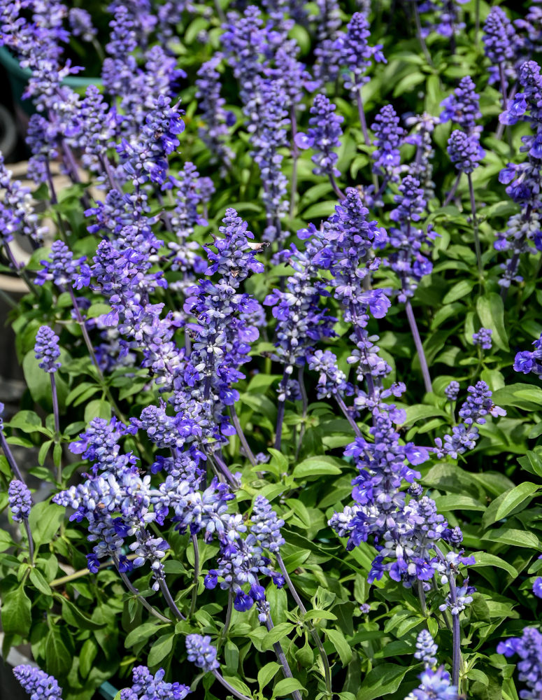 Изображение особи Salvia farinacea.