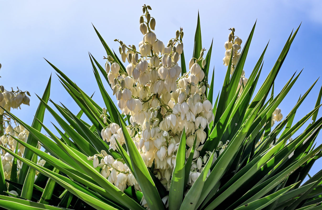 Изображение особи Yucca gigantea.