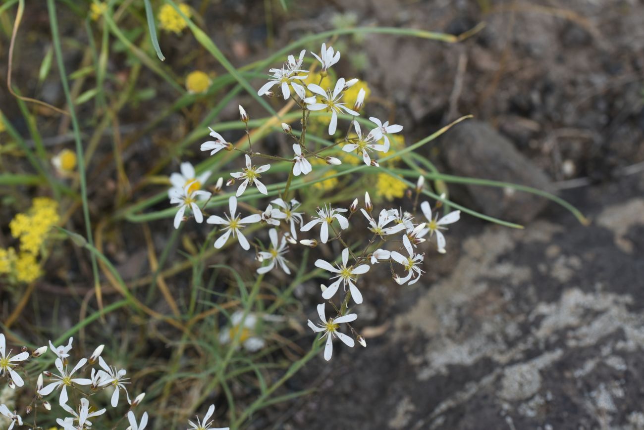 Image of Eremogone gypsophiloides specimen.