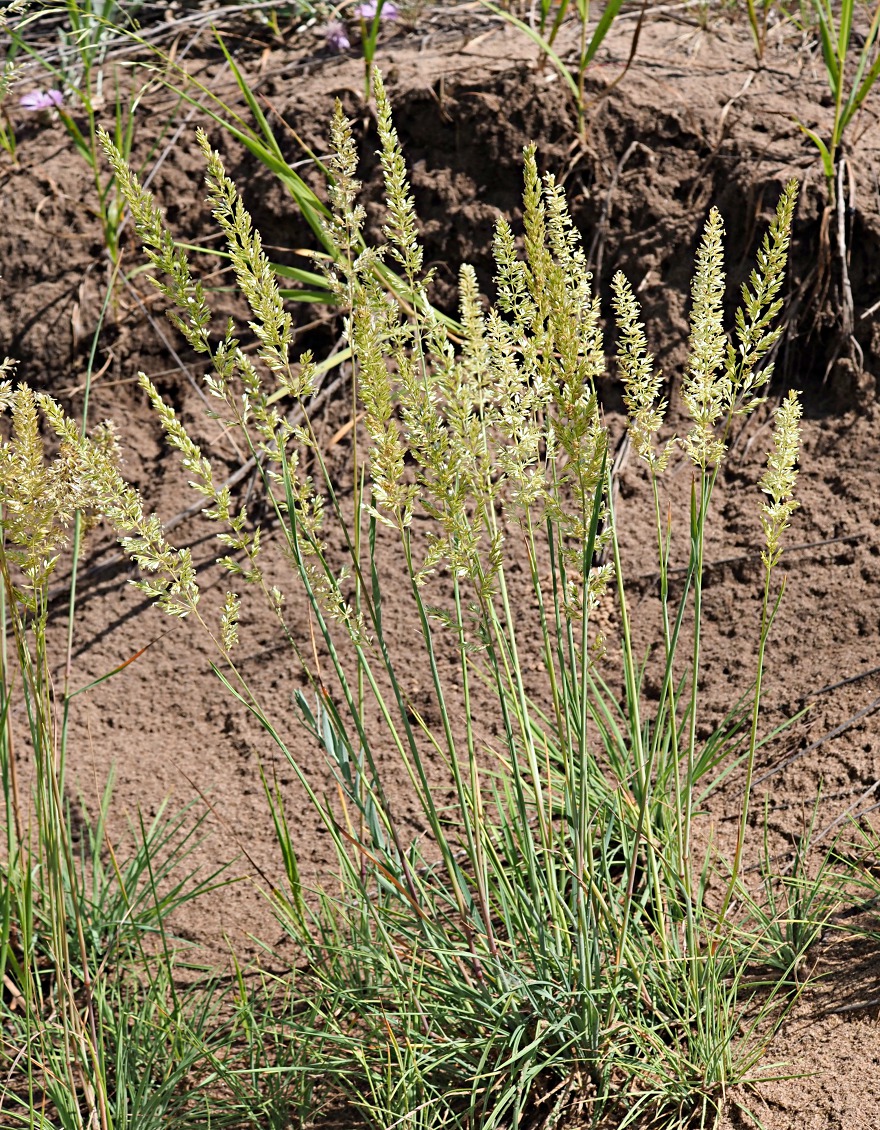 Изображение особи Koeleria glauca.