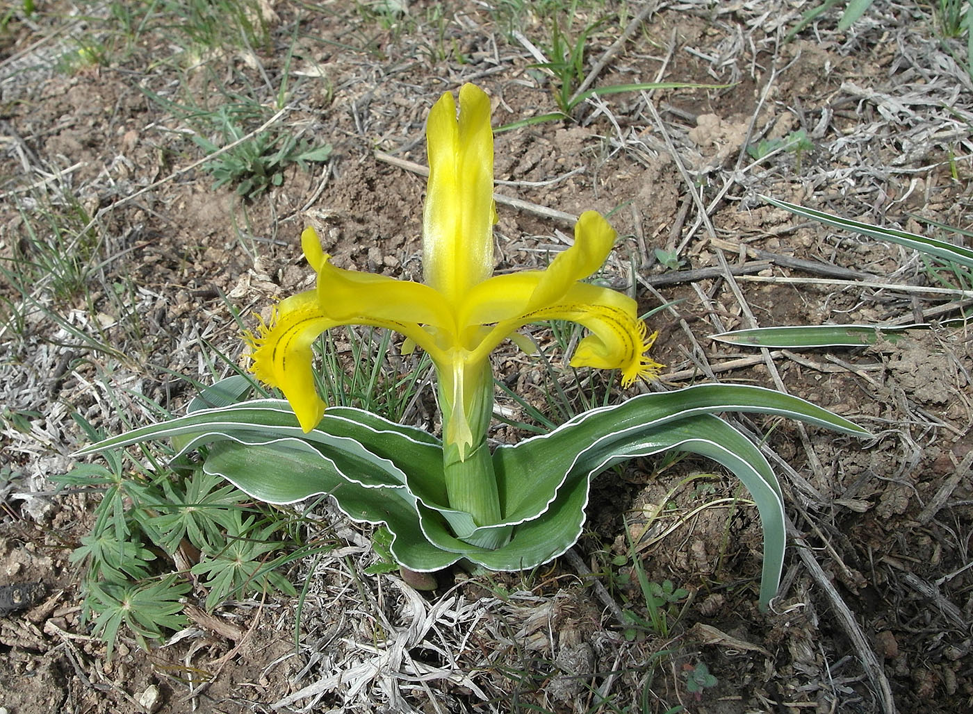 Image of Juno tubergeniana specimen.