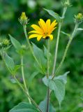 Helianthus tuberosus