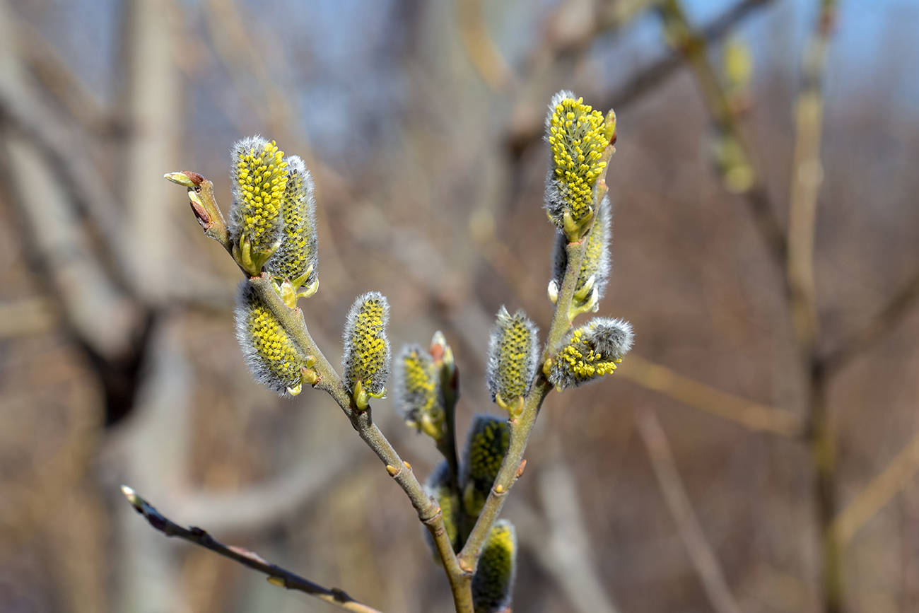 Image of Salix caprea specimen.
