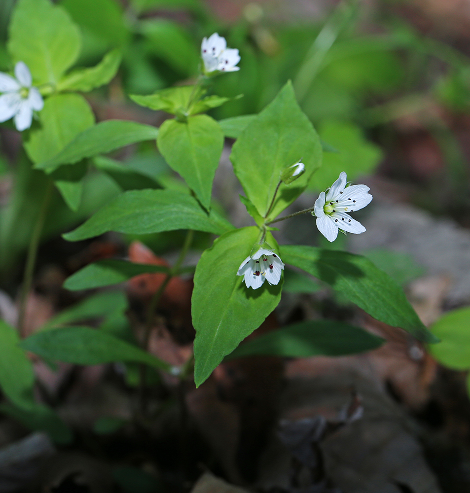 Image of Pseudostellaria heterophylla specimen.