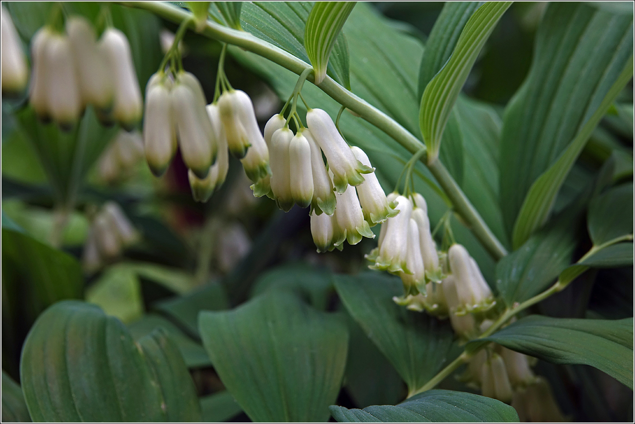 Изображение особи Polygonatum multiflorum.