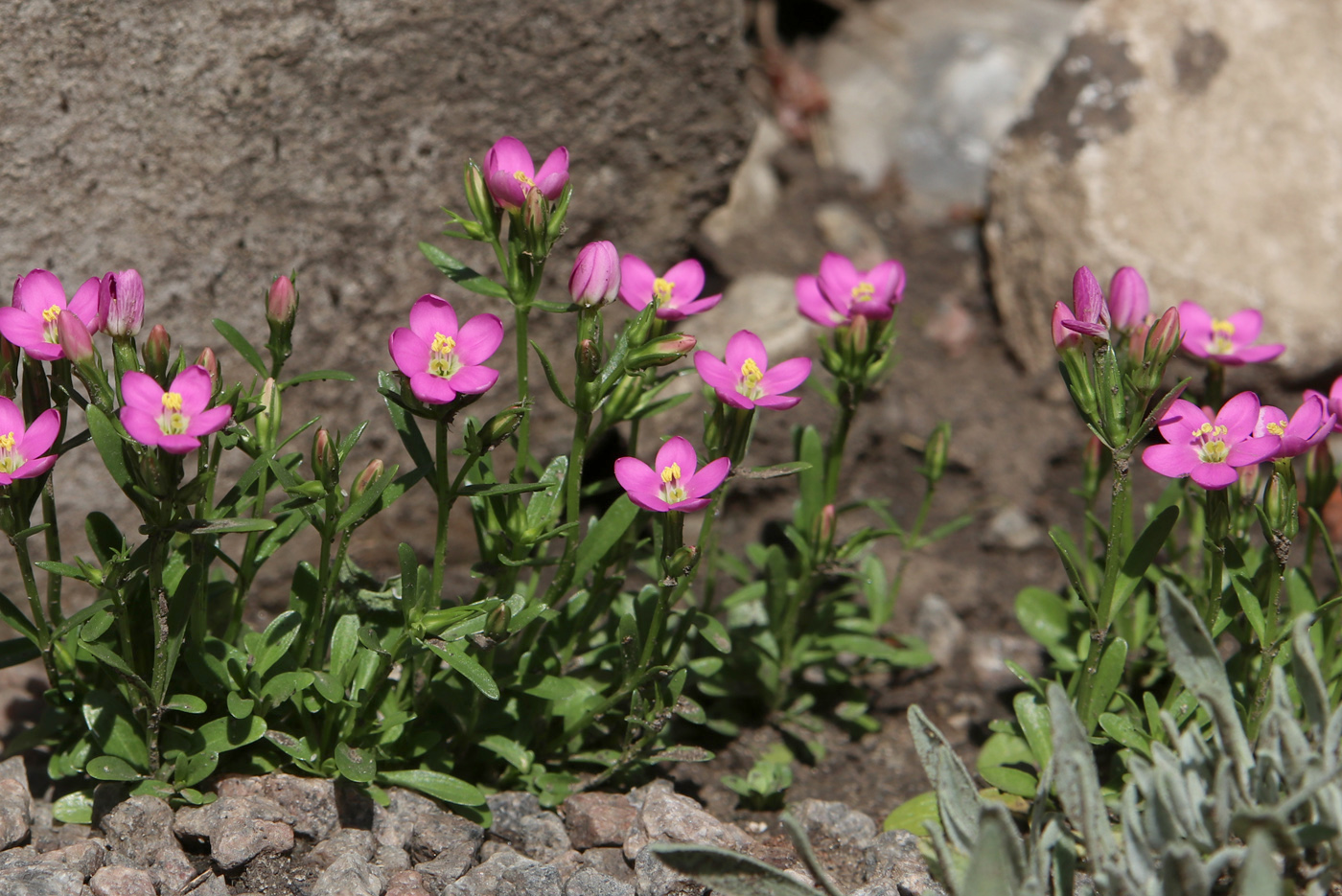 Изображение особи Centaurium portense.