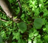 род Betula. Листья. Мурманск, ю. склон ю. склон Варничной сопки, берёзовый лес. 7 июля 2026 г.