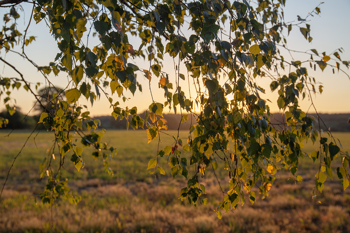 Image of Betula pendula specimen.