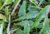 Crepis burejensis. Листья. Хабаровский край, р-н имени Лазо, массив горы Ко, выс. ≈ 1750 м н.у.м., высокогорная лужайка на месте снежника. 02.08.2026.
