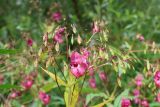 Impatiens glandulifera. Соцветие с цветками и плодами. Калужская обл., г. Таруса, дол. ручья Песчаный, ивняк. 16.08.2026.